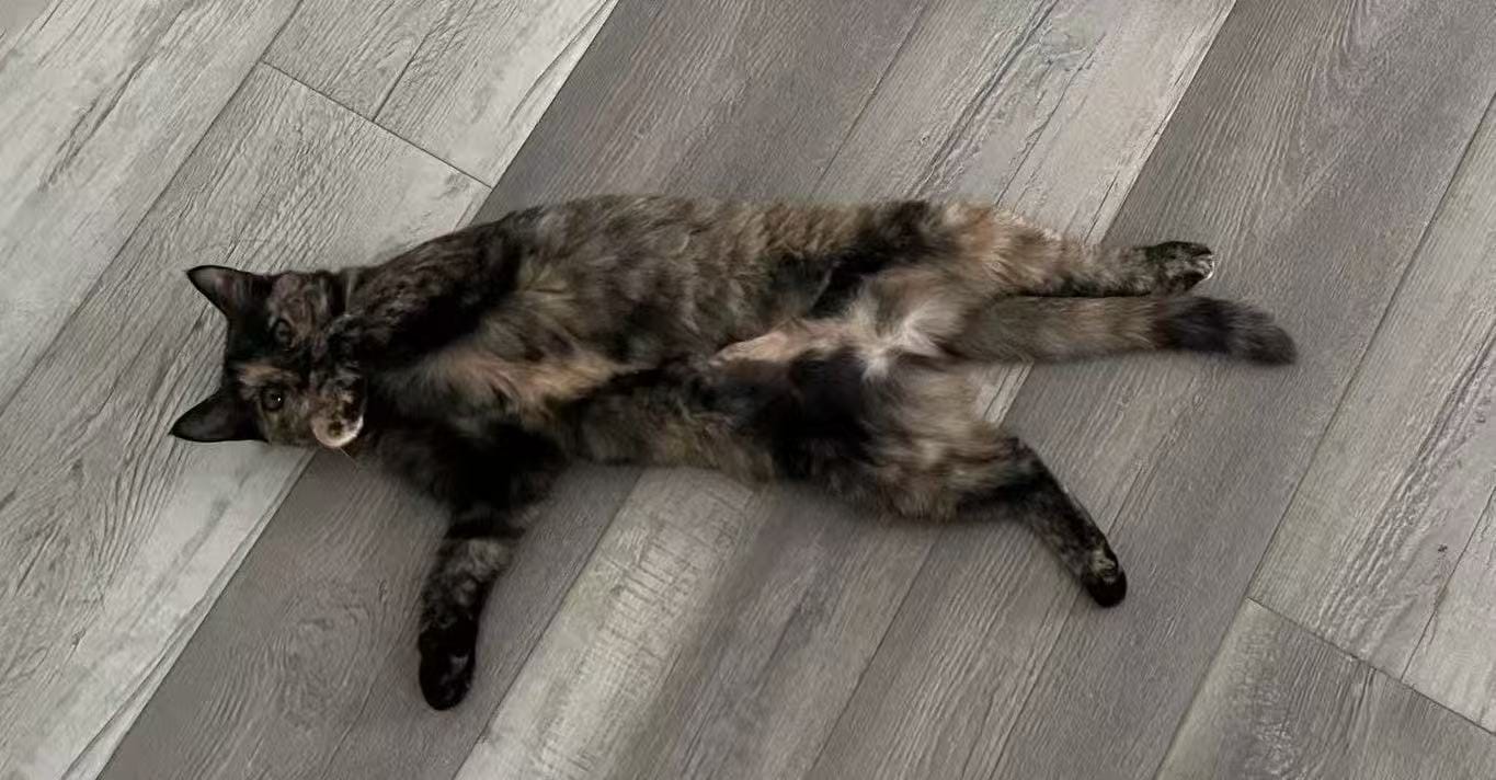 猫癣治疗全攻略