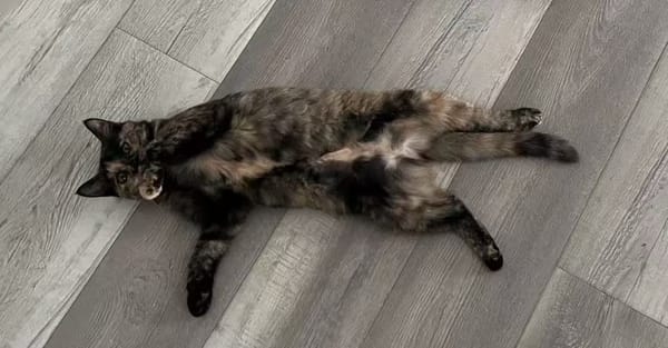 猫癣治疗全攻略